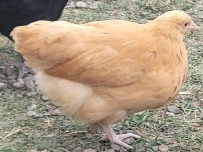 Buff Orpington Pullet 3mos x2
