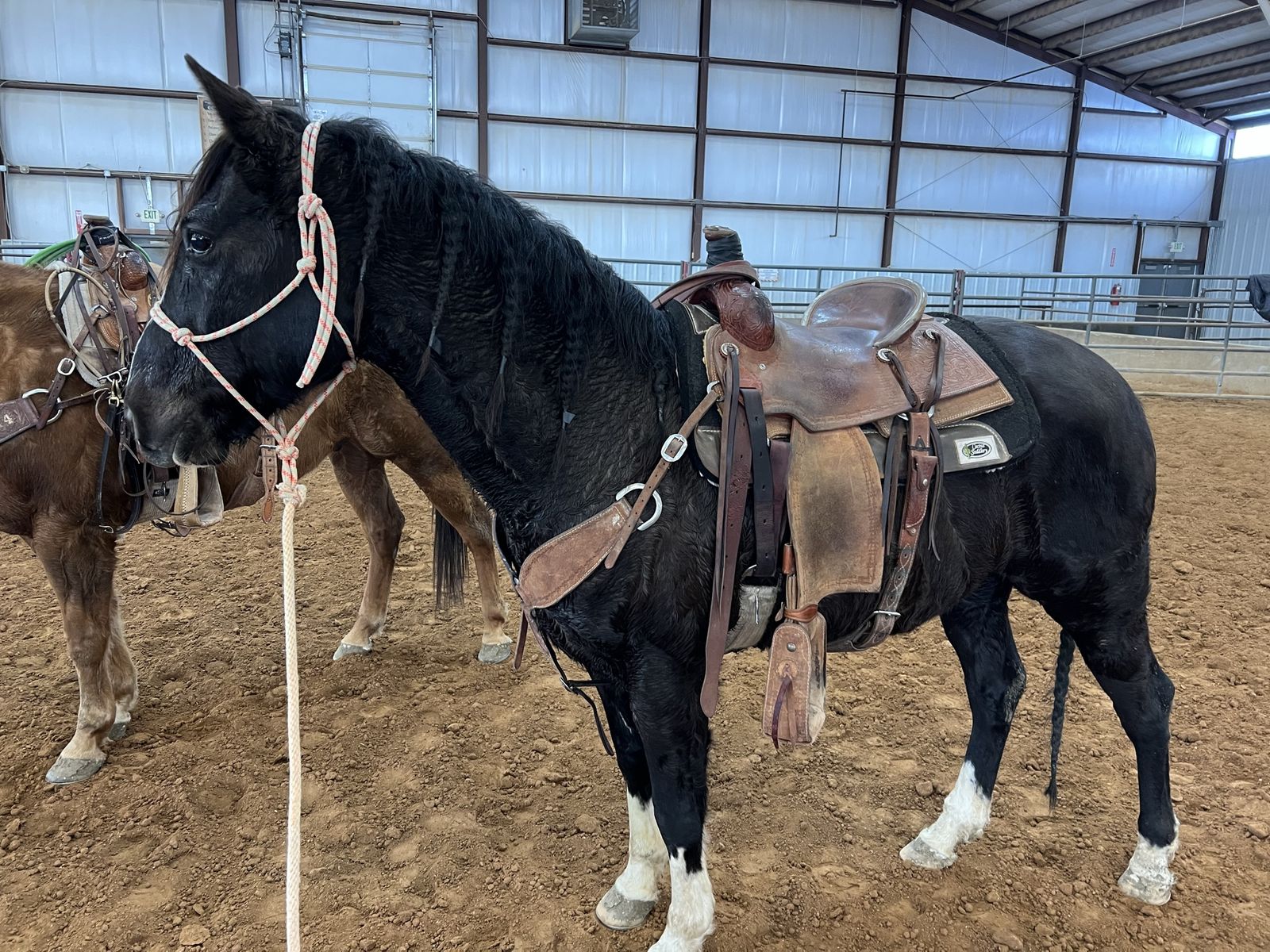 16-Year-Old Grade Bay Gelding - 15 Hands