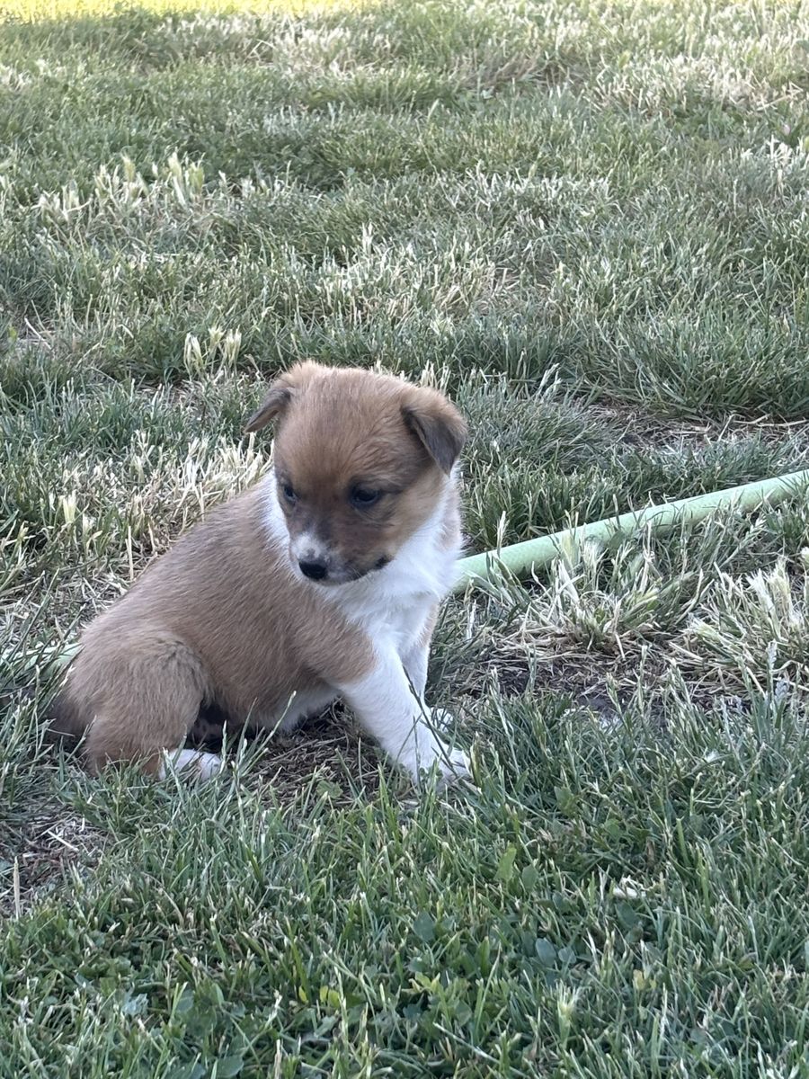 Heeler mix puppy