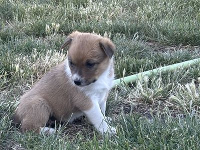 Heeler mix puppy
