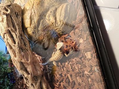 2 Bearded Dragons