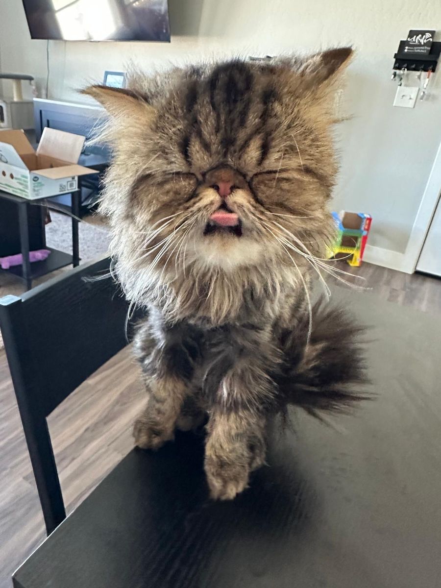 2 Persian cats for sale