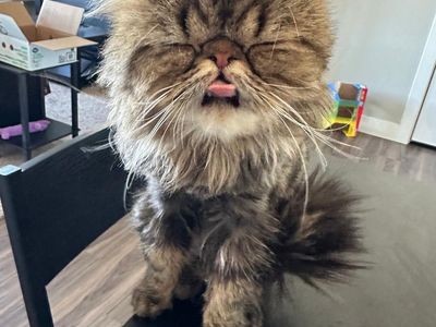 2 Persian cats for sale
