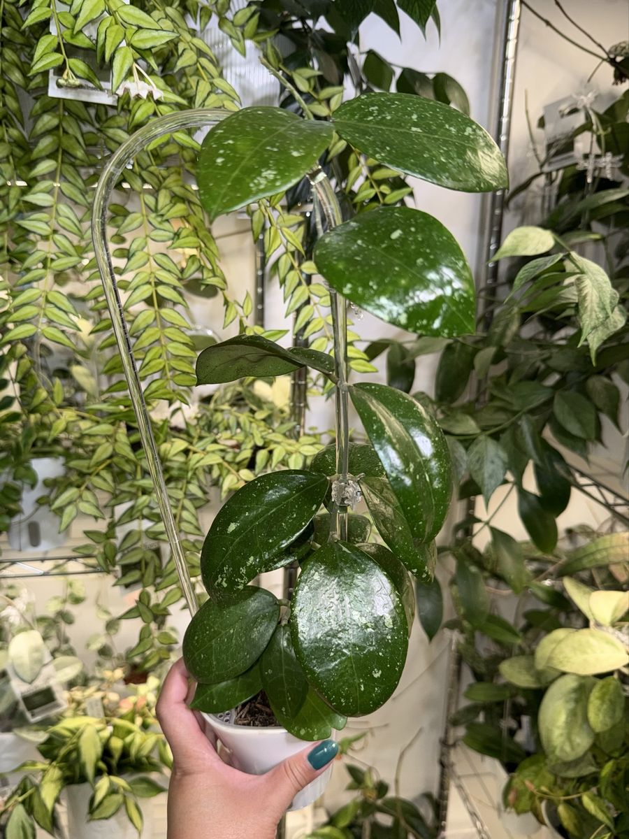 Hoya NOID (light splash) - Plant
