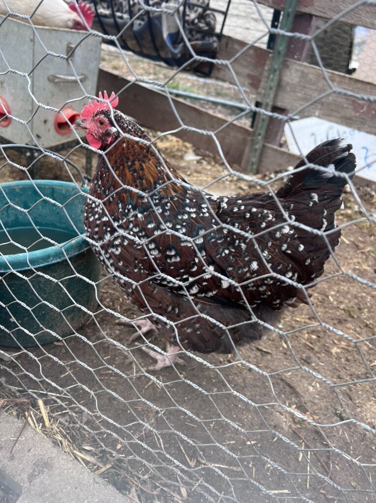 Speckled Sussex Hen