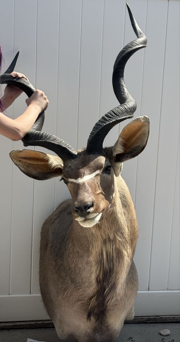 Greater Kudu Taxidermy Shoulder Mount - African Antelope Wall Trophy