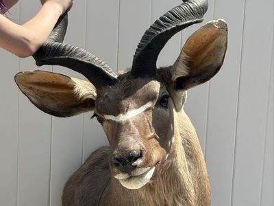 Greater Kudu Taxidermy Shoulder Mount - African Antelope Wall Trophy