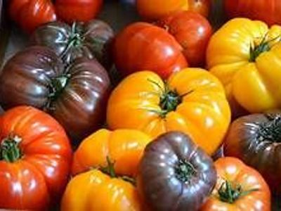 Tomatoes, Peppers, Eggplants