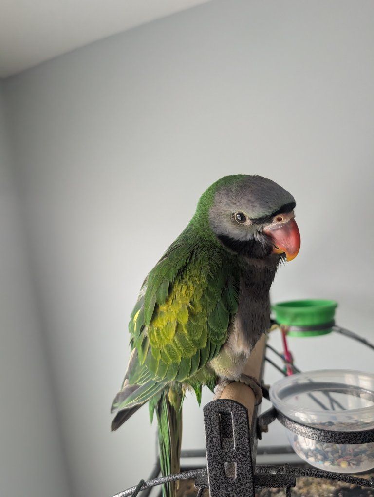 derbyan parrot for sale 8 weeks old handfed 