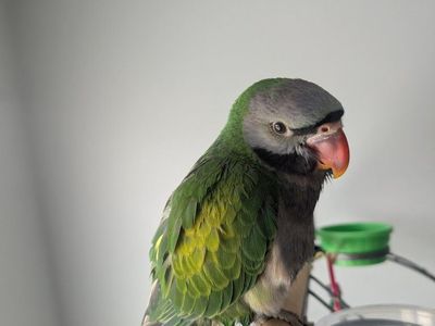 derbyan parrot for sale 8 weeks old handfed