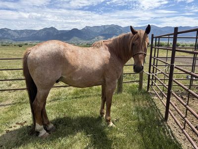 Half-Draft 6 Year Old Red Roan Gelding