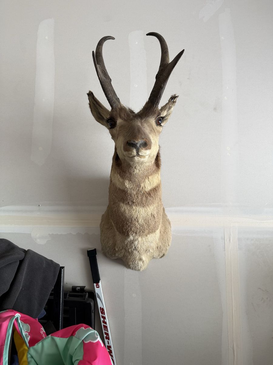 Pronghorn Antelope Shoulder Mount Taxidermy Hunting Trophy Wall Decor
