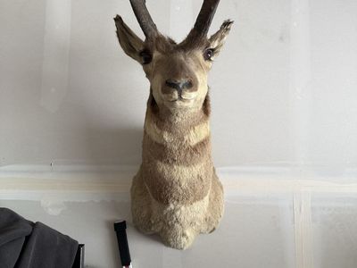 Pronghorn Antelope Shoulder Mount Taxidermy Hunting Trophy Wall Decor