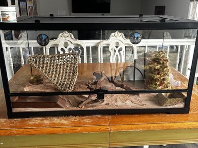 40 Gallon Front Opening Bearded Dragon Tank Setup