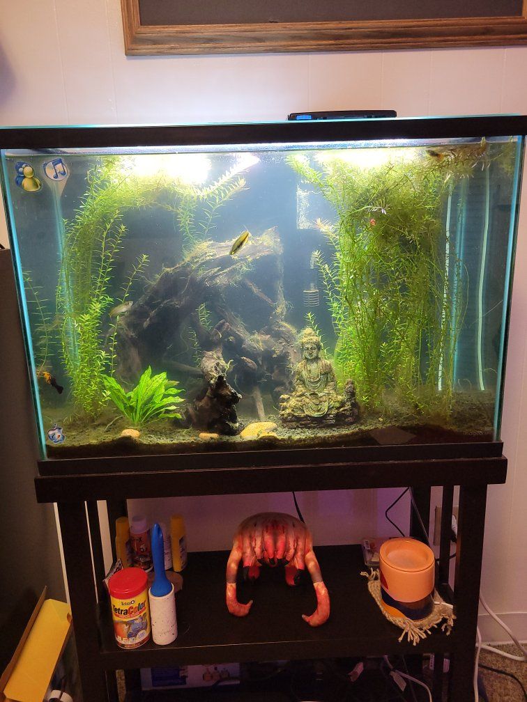 FREE FISH