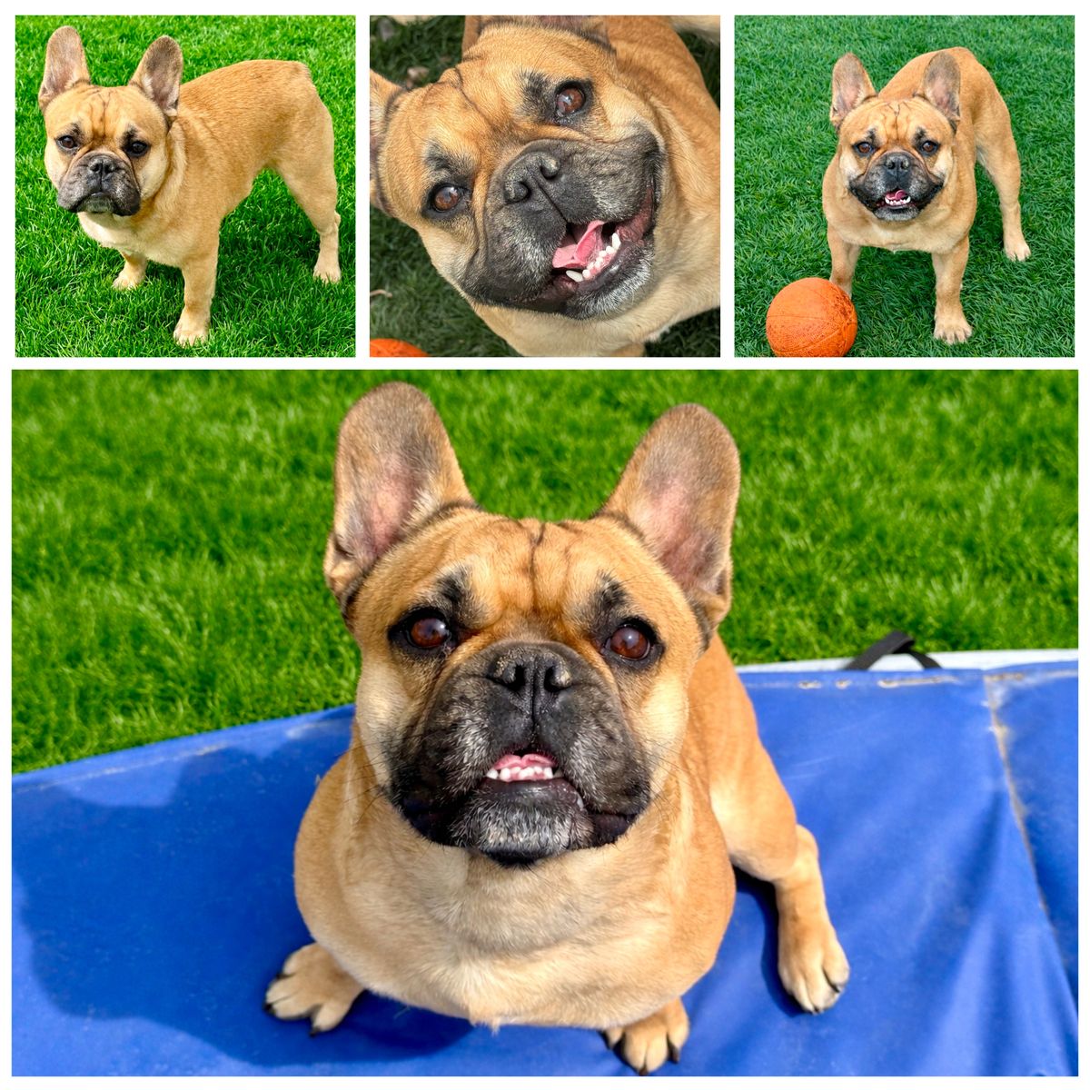 1 Yr Old French Bulldog Male
