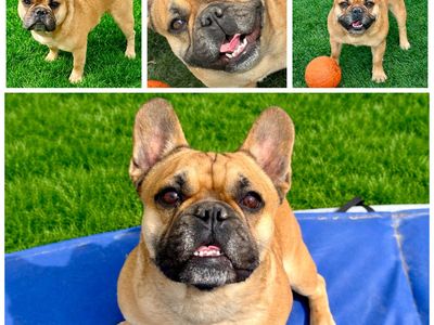 1 Yr Old French Bulldog Male