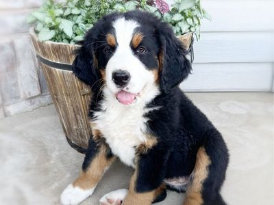 AKC BERNESE MOUNTAIN DOG FEMALE