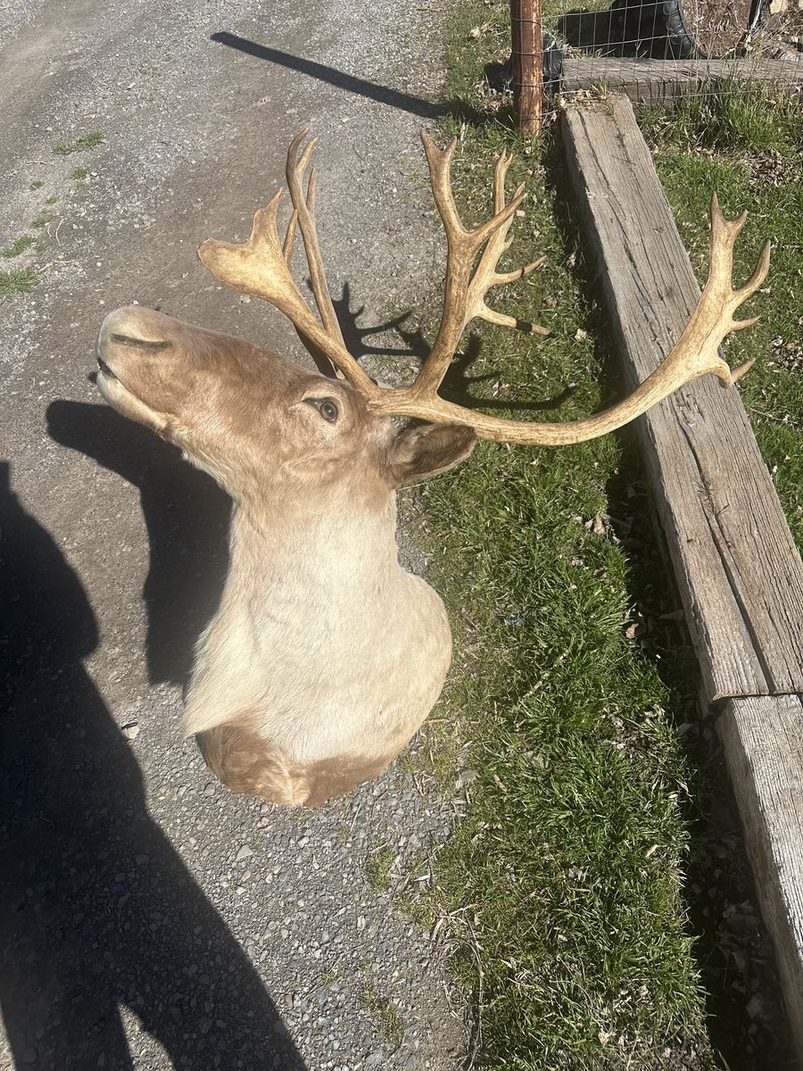 Very large Taxidermy mount caribou elk moose $1000 OBO
