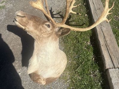 Very large Taxidermy mount caribou elk moose $1000 OBO