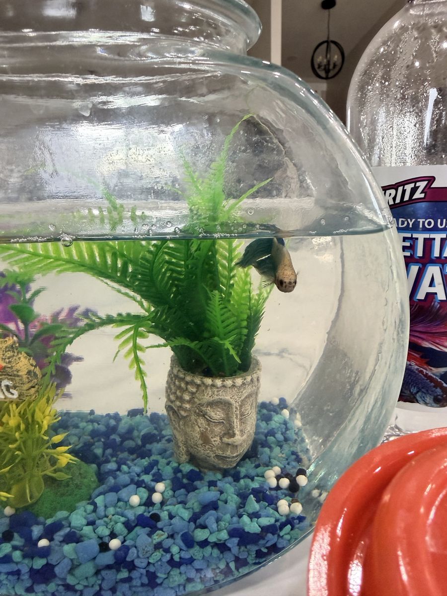 Beta Fish