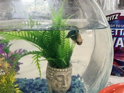 Beta Fish