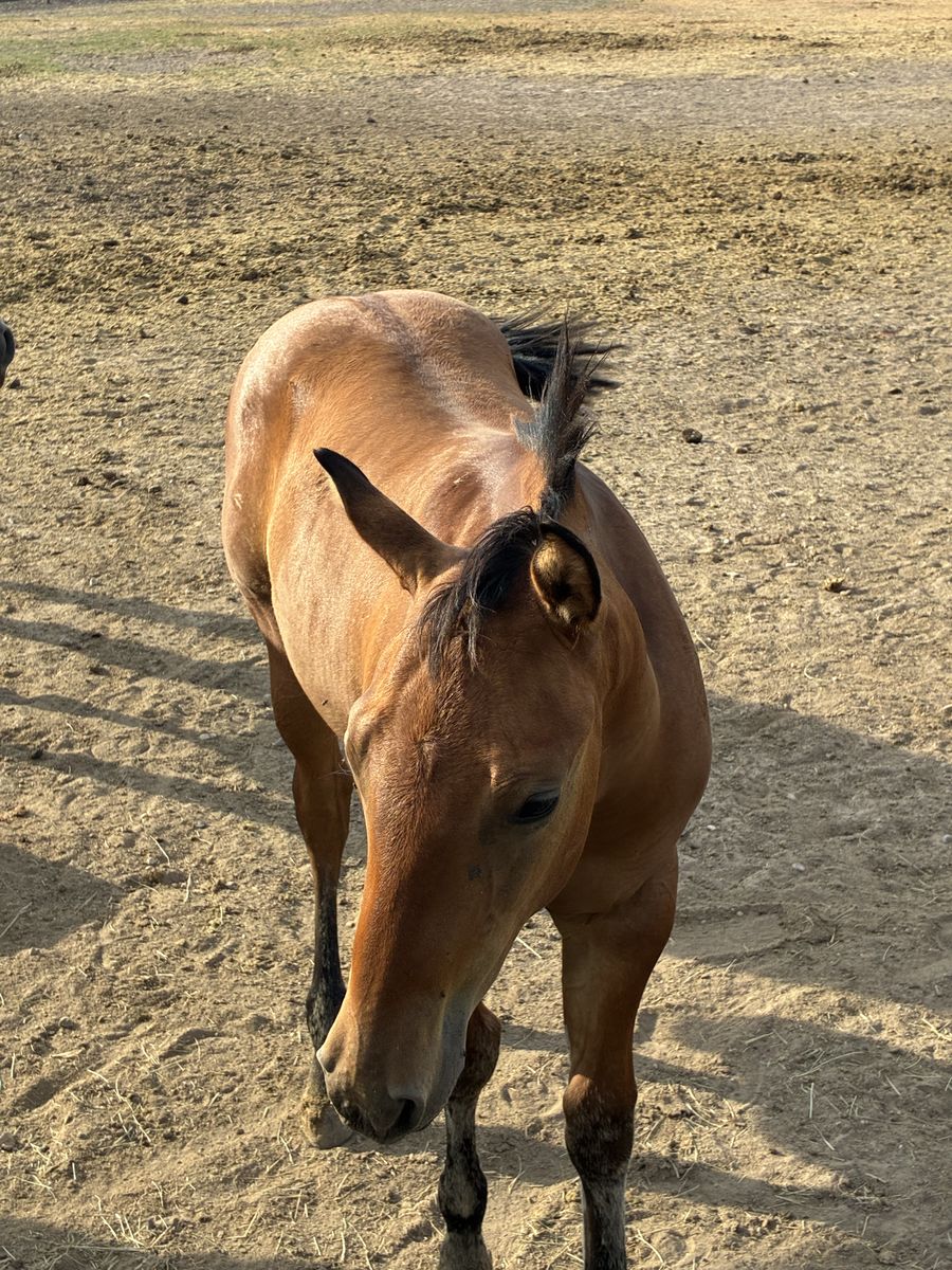 AQHA 2026 Dun Colt