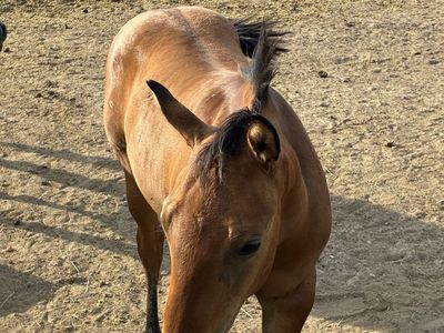 AQHA 2026 Dun Colt