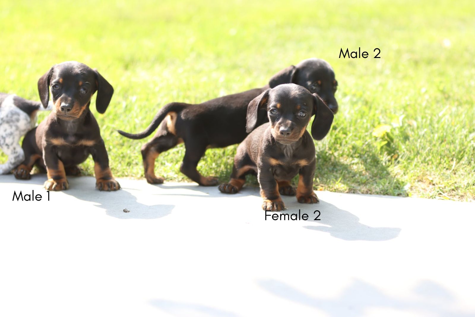 Purebred Mini Dachshund