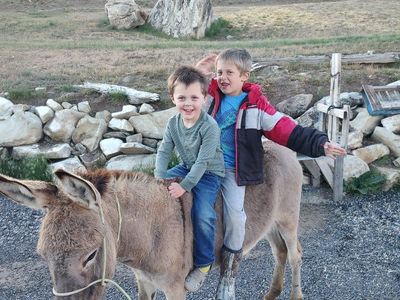 donkey