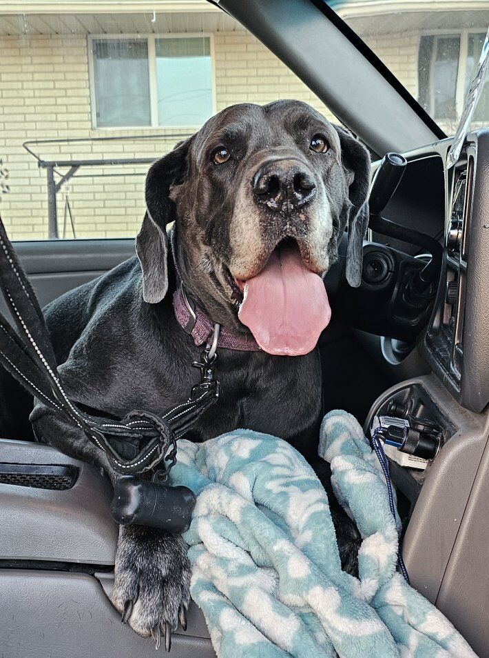 6 yr old AKC Blue Great Dane female