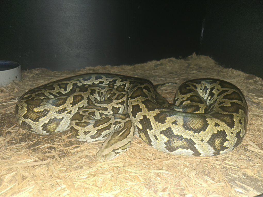 normal burmese python