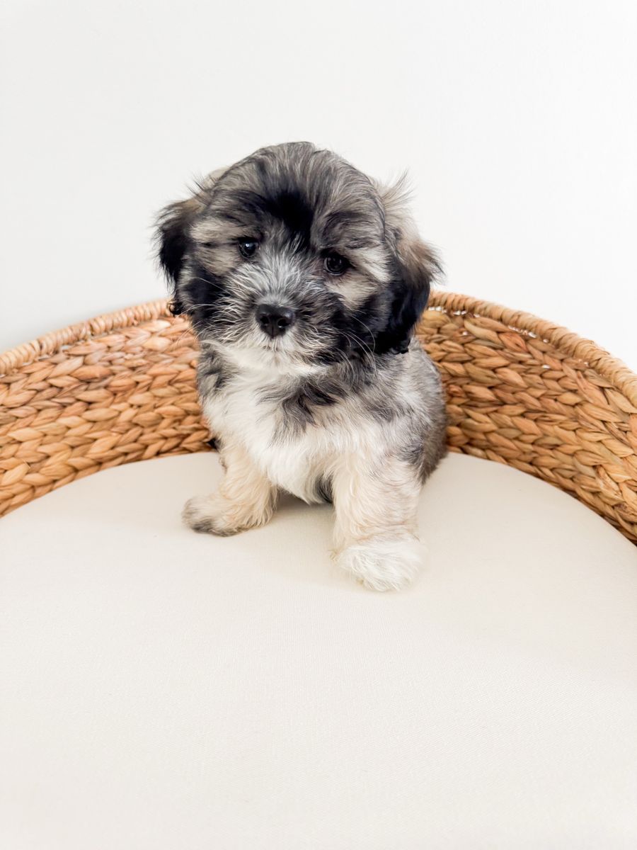 Cute Coton de Tulear Boy - Hypoallergenic Small Breed like Shih Tzu, Bichon, Havanese, Terrier, Yorkie, Schnauzer, Lhasa Apso