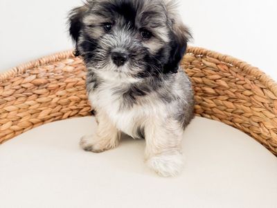 Cute Coton de Tulear Boy - Hypoallergenic Small Breed like Shih Tzu, Bichon, Havanese, Terrier, Yorkie, Schnauzer, Lhasa Apso