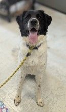 A164307 Blanche, Available for Adoption