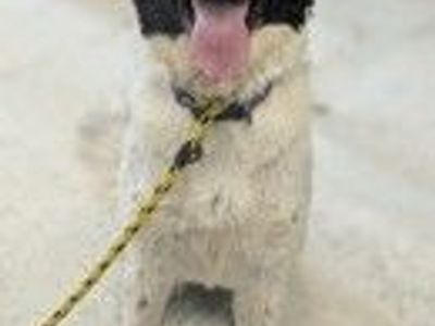 A164307 Blanche, Available for Adoption