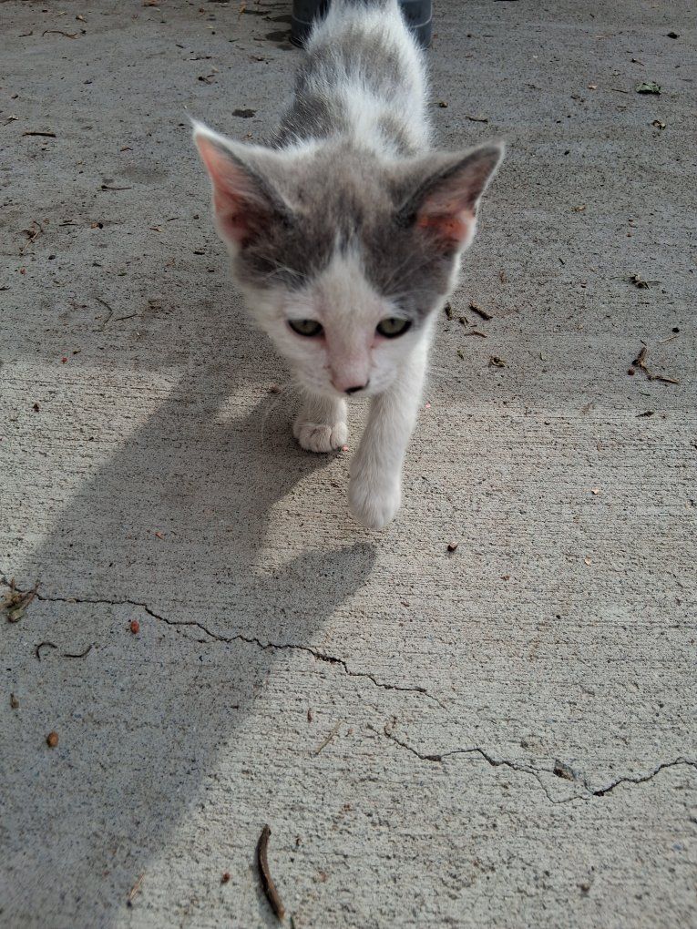 Kittens