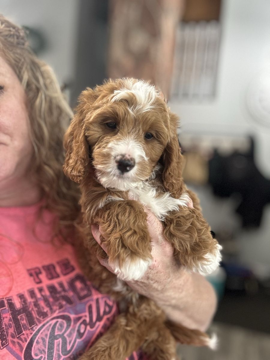 Darling Mini Goldendoodle F1bb 15-30lbs Ready Now red & white, Teddy Bear faces, hypoallergenic, soft curls