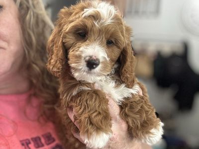 Darling Mini Goldendoodle F1bb 15-30lbs Ready Now red & white, Teddy Bear faces, hypoallergenic, soft curls