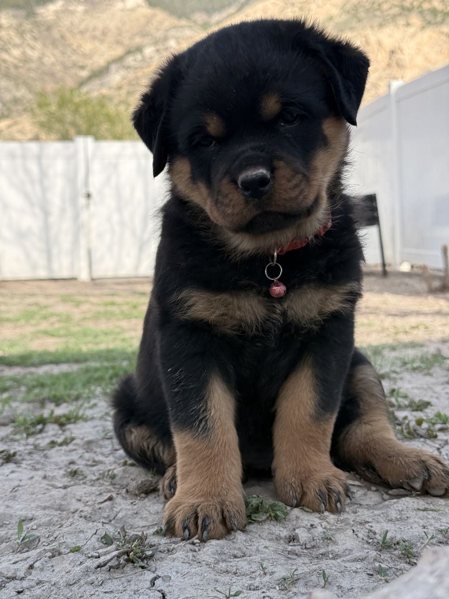 Rottweiler Puppies