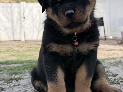 Rottweiler Puppies
