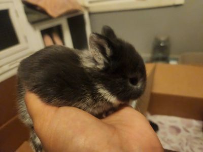 Holland Lop/Dwarf Rabbit mix BUNNIES