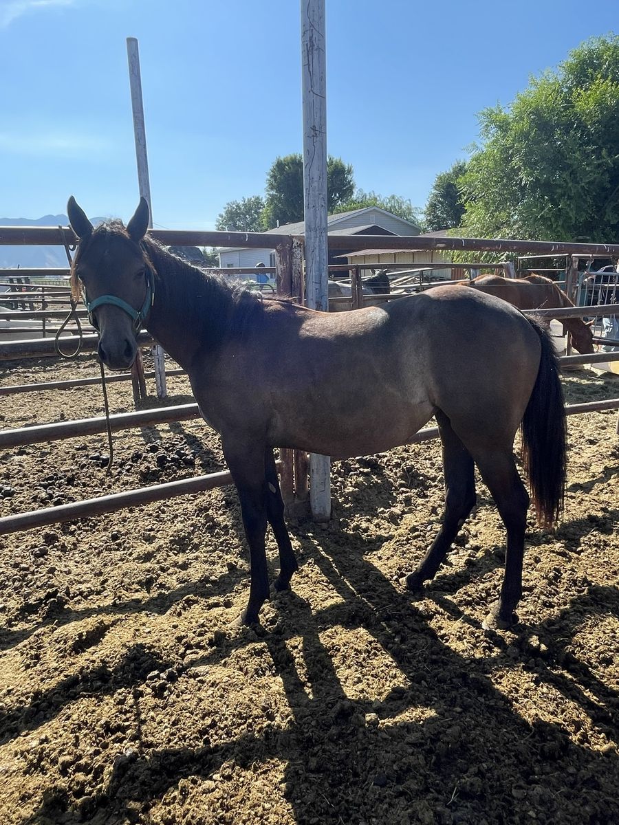 Yearling grade filly