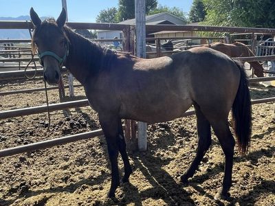 Yearling grade filly