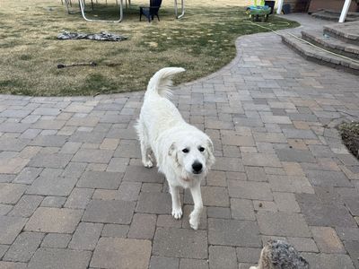 Great Pyrenees