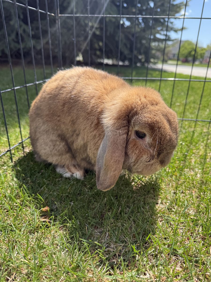 Purebred Holland Lop