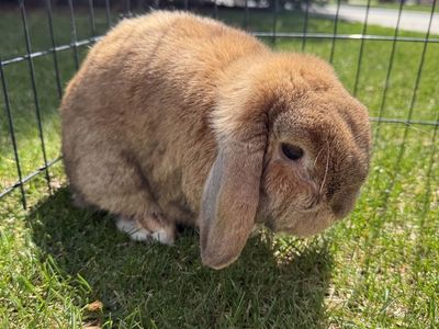 Purebred Holland Lop