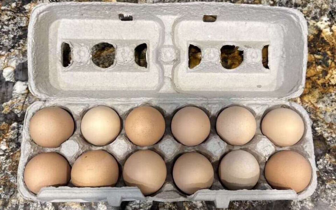 Farm fresh eggs