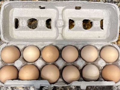 Farm fresh eggs