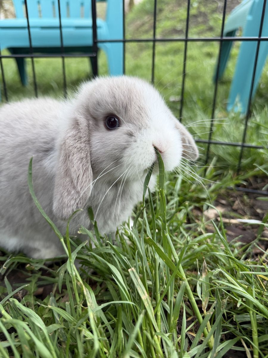 Baby Blue Eyed Easter Bunnies
